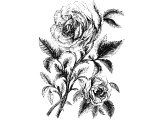 Rose of Sharon (Rosa Damascena)